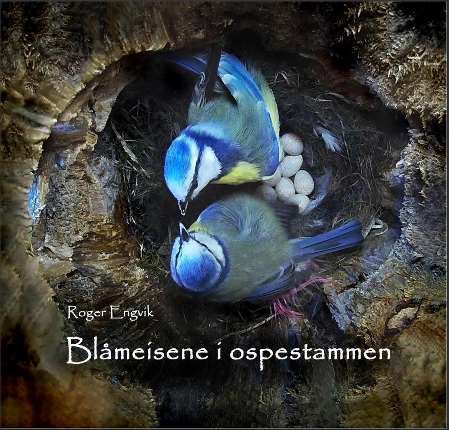 Blåmeisene i ospestammen