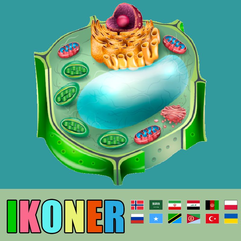 IKONER på 12 språk - skolelisens