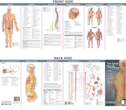 The spinal system - --