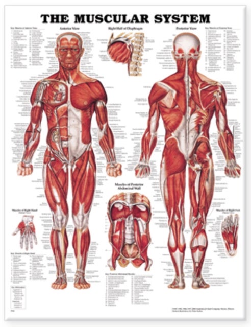 The Muscular System