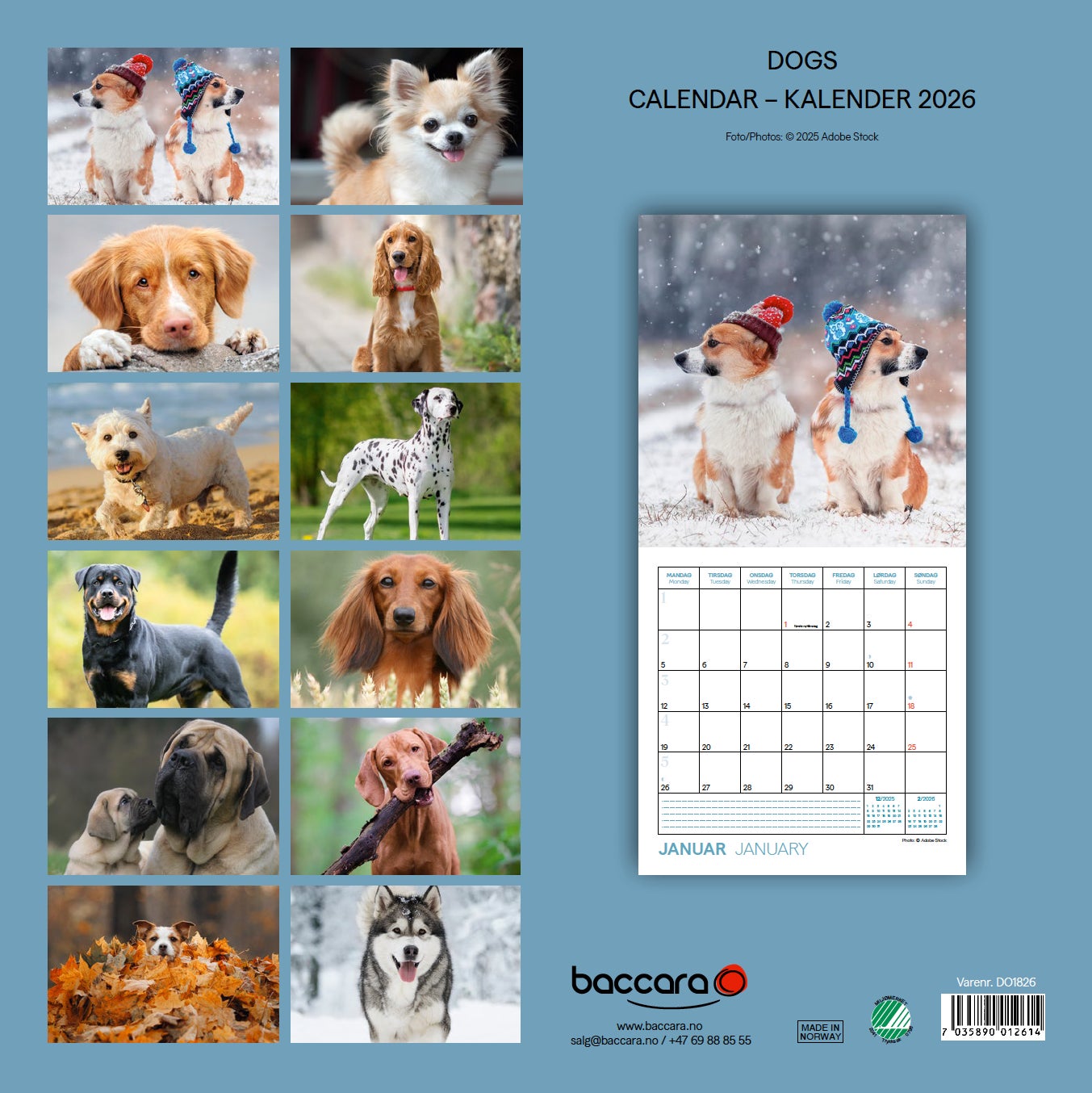Kalender 2026 Dogs 18X18Cm