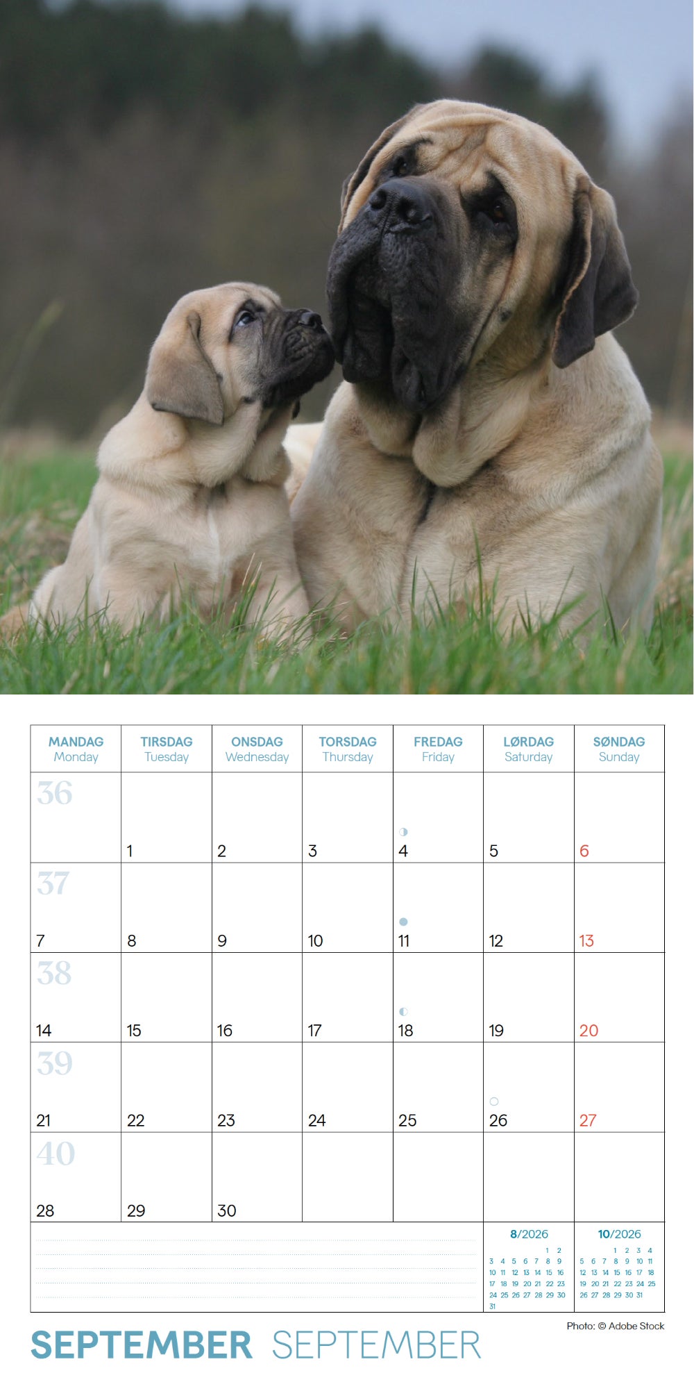 Kalender 2026 Dogs 18X18Cm