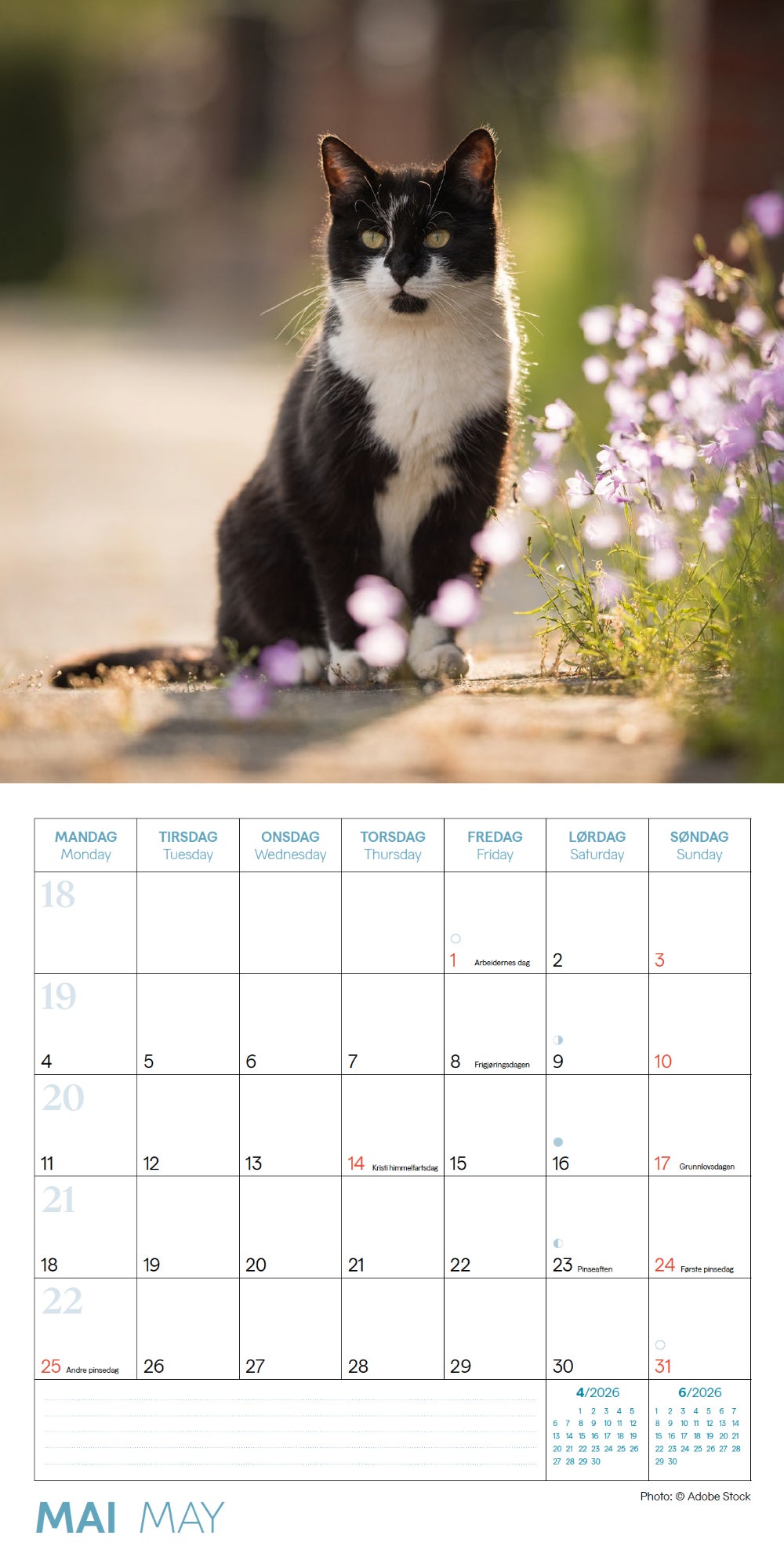 Kalender 2026 Katter 18X18Cm