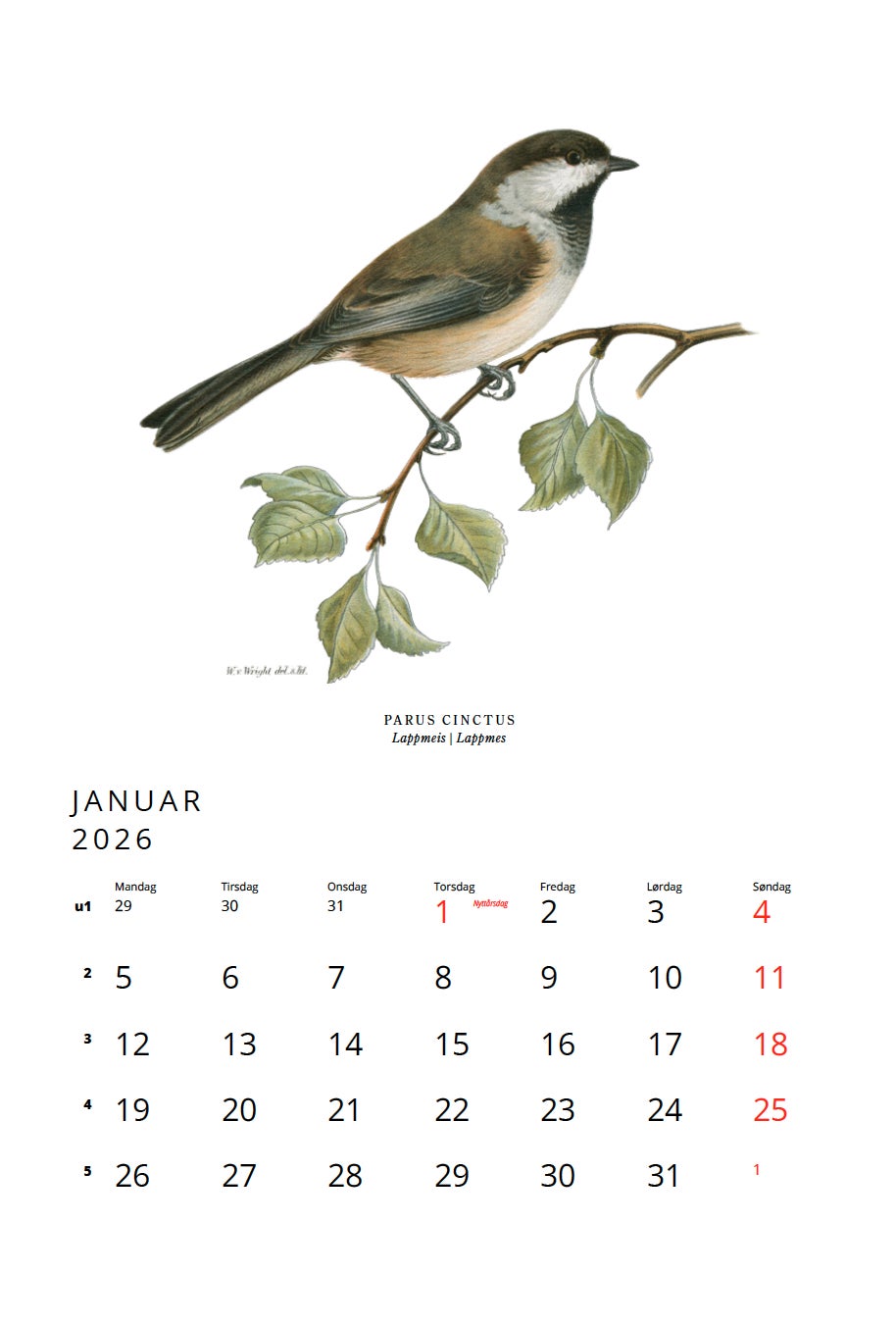 Kalender 2026 Fågler 23X34Cm