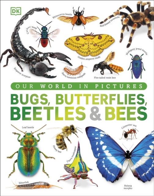 Bugs, Butterflies, Beetles and Bees