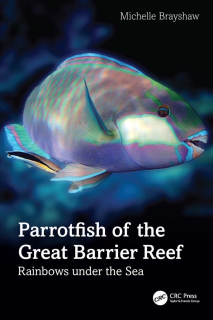 Parrotfish of the Great Barrier Reef - Rainbows under the Sea