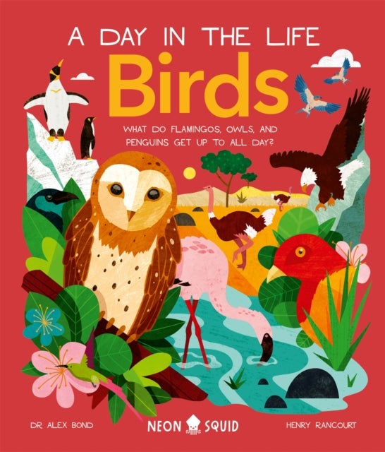 Birds (A Day in the Life) - What Do Flamingos, Owls, and Penguins Get Up To All Day?