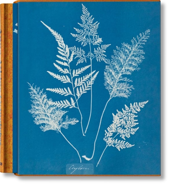 Anna Atkins - Cyanotypes