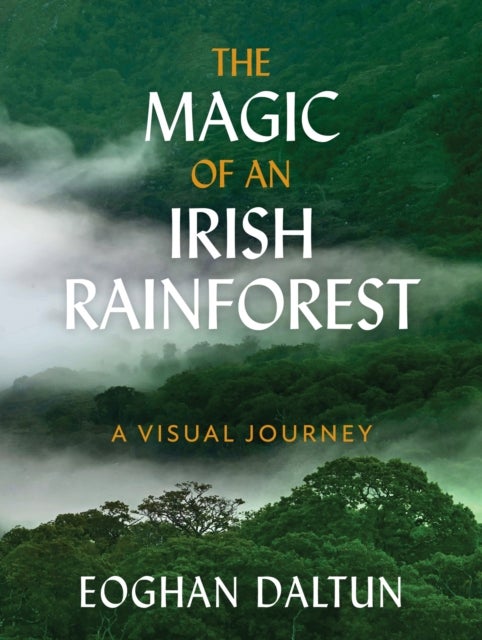 The Magic of an Irish Rainforest - A Visual Journey