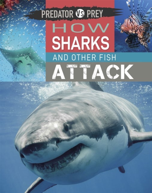 Predator vs Prey: How Sharks and other Fish Attack!