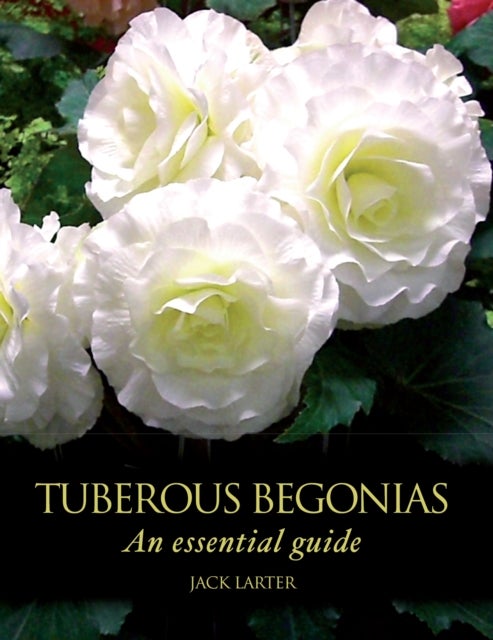 Tuberous Begonias - An Essential Guide