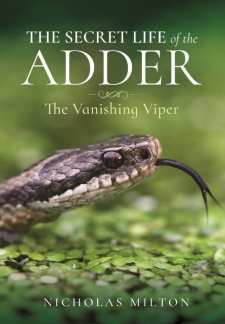 The Secret Life of the Adder - The Vanishing Viper