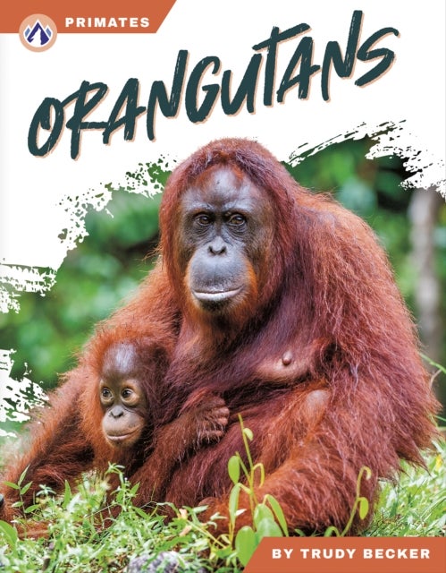 Orangutans