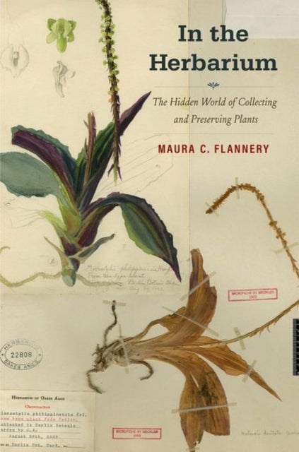 In the Herbarium – The Hidden World of Collecting and Preserving Plants - The Hidden World of Collecting and Preserving Plants