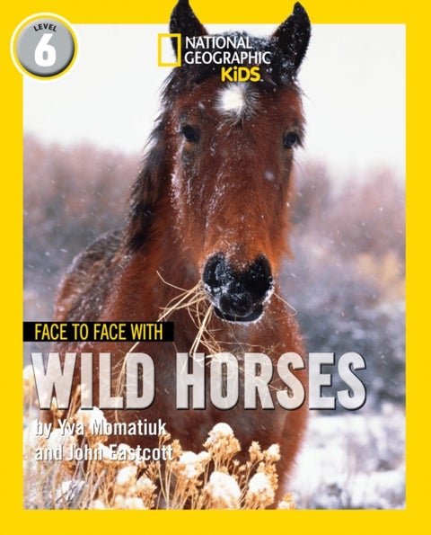 Face to Face with Wild Horses - Level 6