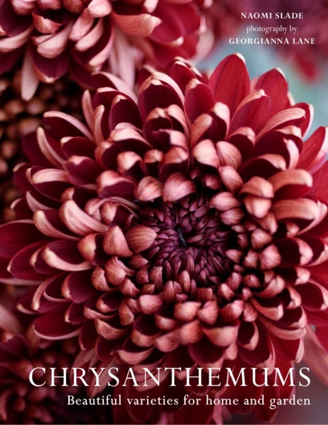 CHRYSANTHEMUMS HB - Beautiful Varieties for Home and Garden