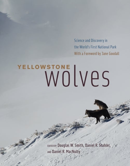 Yellowstone Wolves – Science and Discovery in the World`s First National Park - Science and Discovery in the World's First National Park