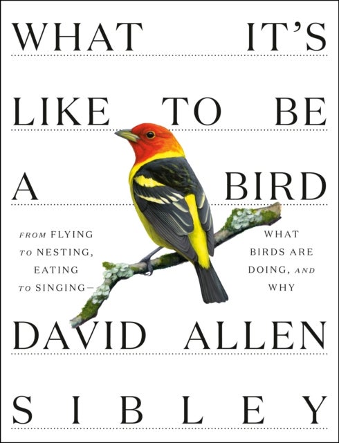 What It''s Like to Be a Bird