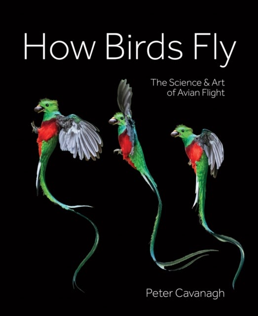 How Birds Fly - The Science and Art of Avian Flight