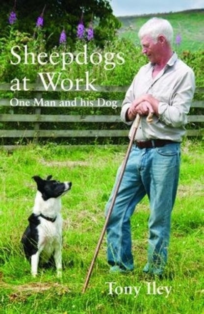 Sheepdogs at Work - One Man and His Dog