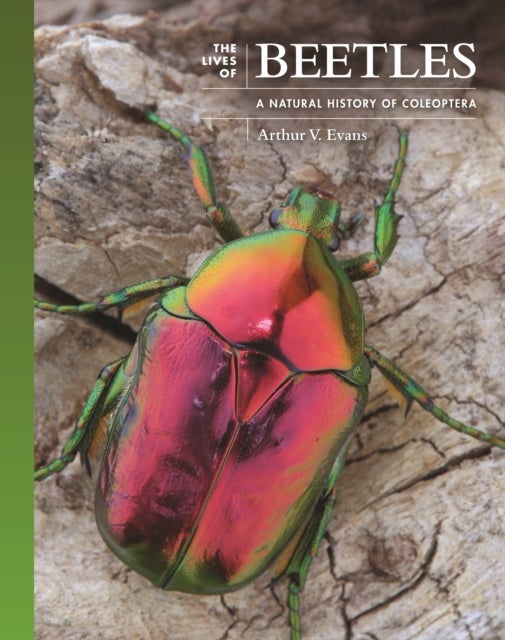 The Lives of Beetles – A Natural History of Coleoptera - A Natural History of Coleoptera