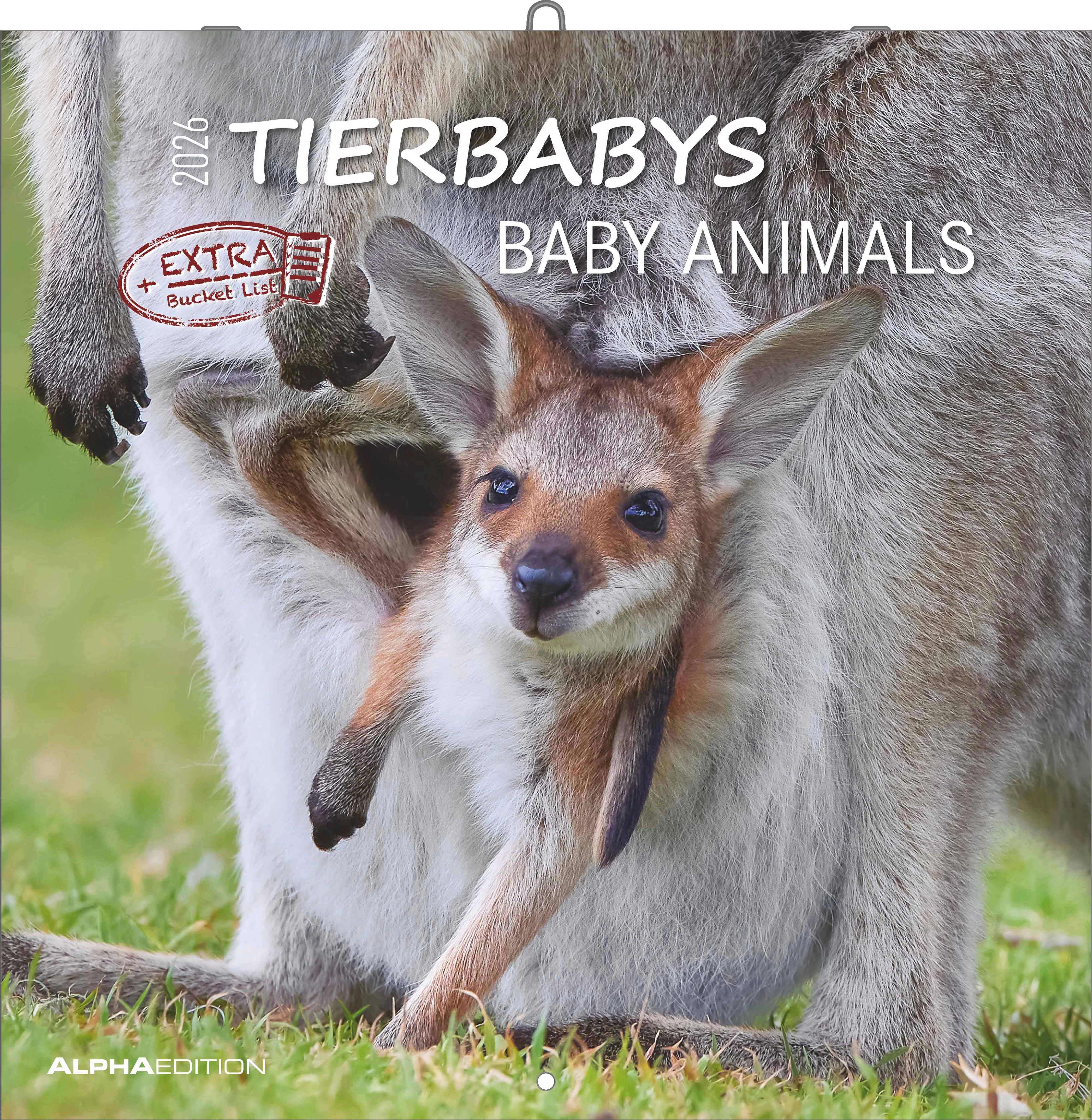 Kalender 2026 30x30 Baby Animals