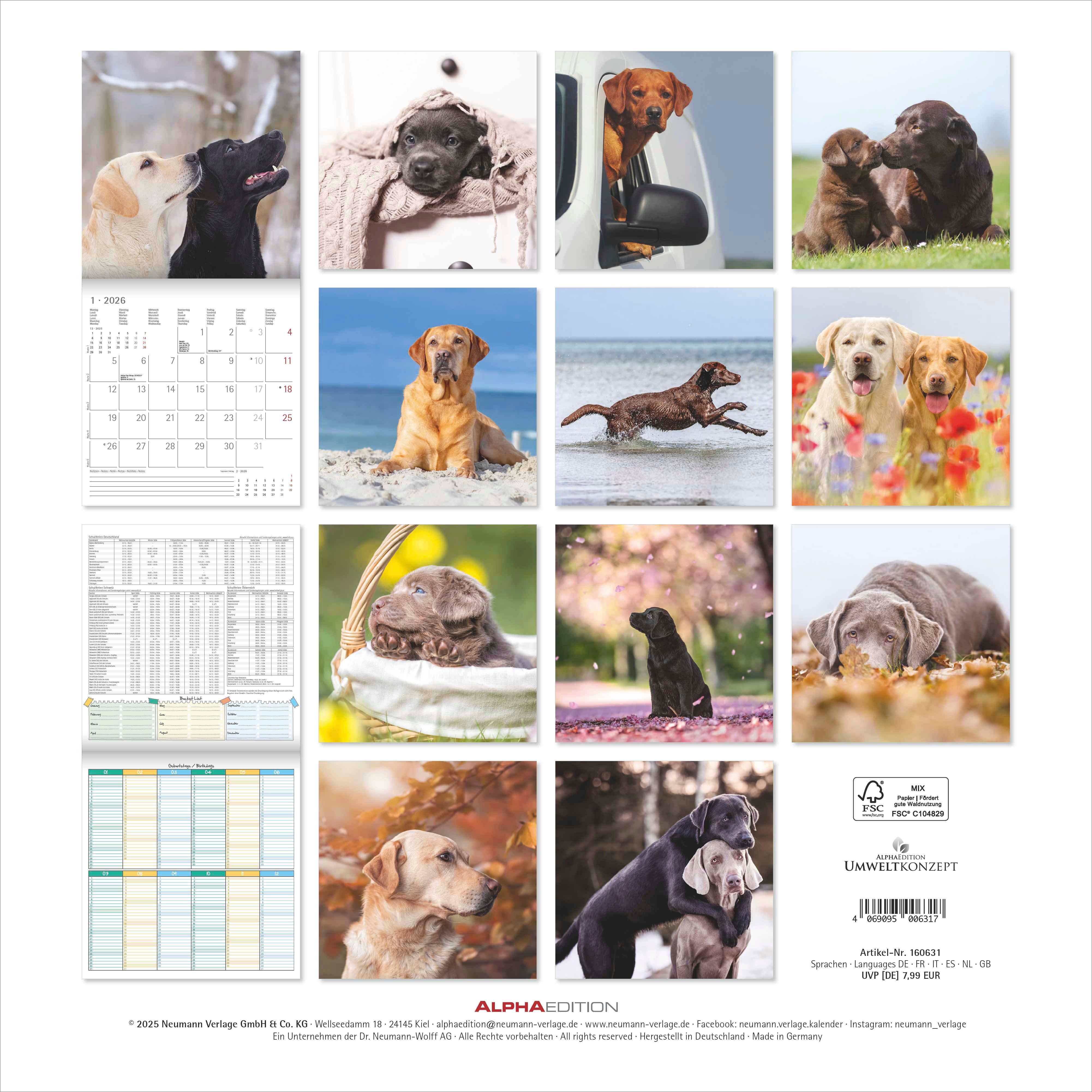 Kalender 2026 30x30 Labrador Retriever