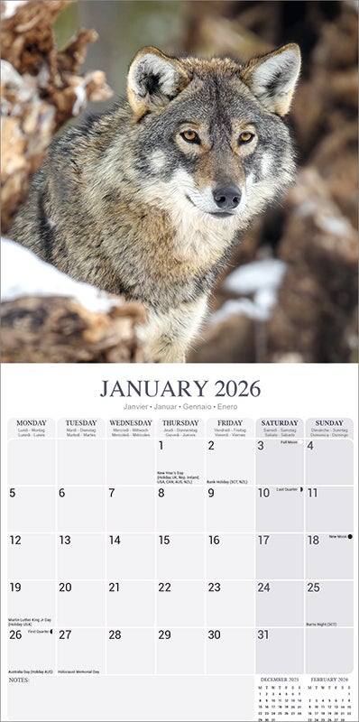 Kalender 2026 30x30 Wolves