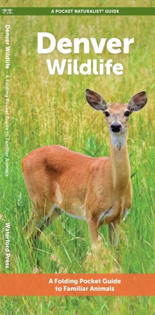 Denver Wildlife - A Folding Pocket Guide to Familiar Animals