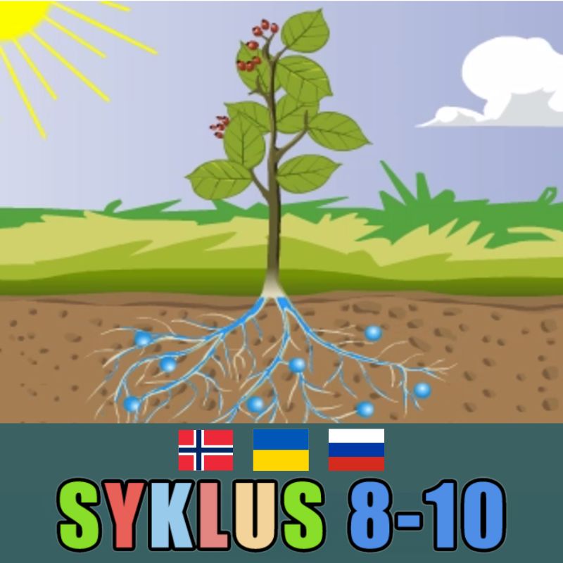 Syklus 8-10 tospråklig
