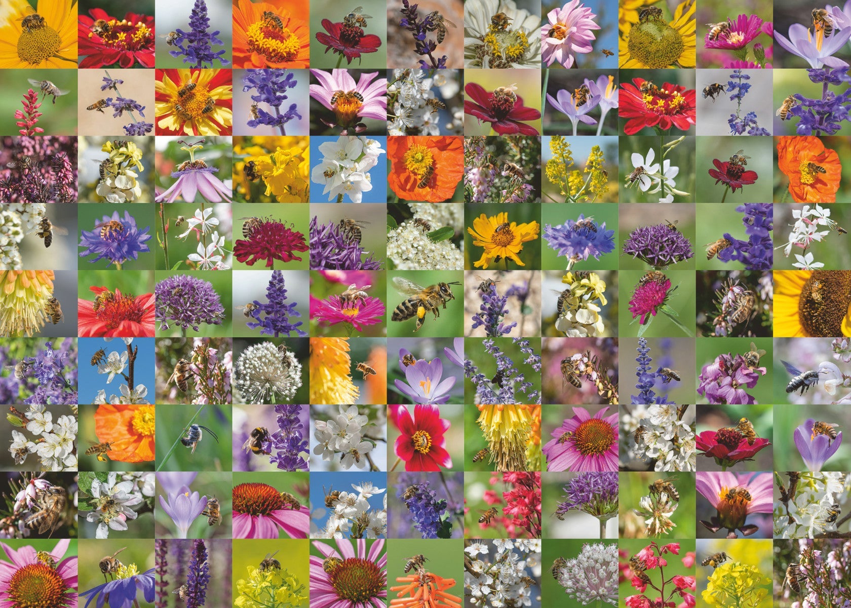 Puslespill 1000 Bie Collage Ravensburger
