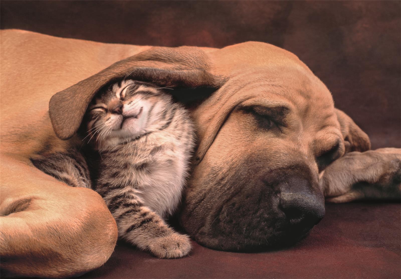 Puslespill 500 Cuddles Clementoni