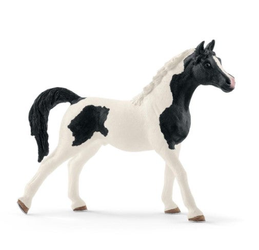 Pintabian Stallion