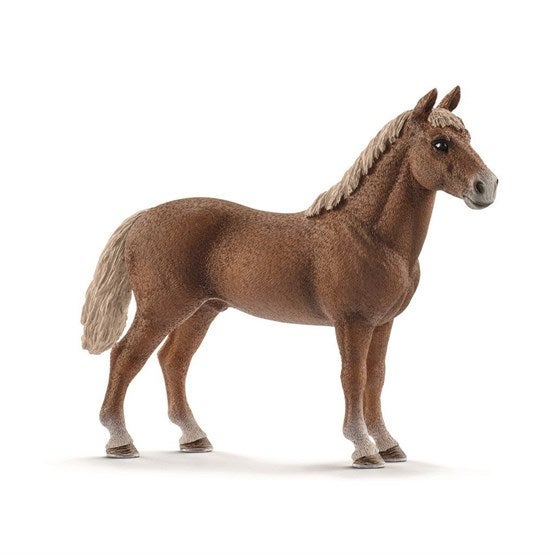 Morgan Horse Stallion