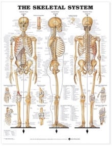 The Skeletal System.