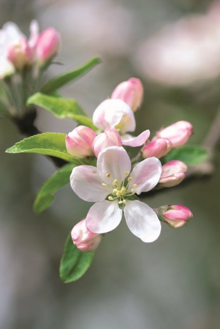 Memo Block - Apple Blossom - A beautiful note block containing 300 paper sheets with an integrated spare drawer