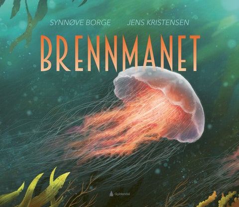 Brennmanet - cyanea capillata