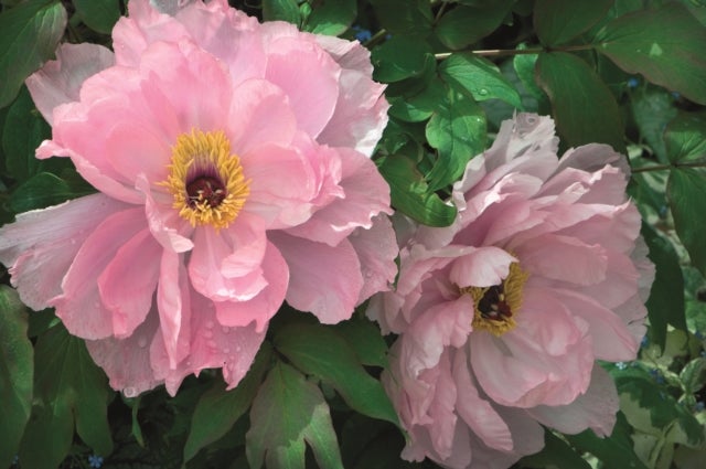Memo Block - Peony