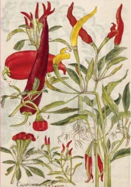 Chili Peppers & Shiso Leaves Blank Hardcover Journal - Blank Notebook with Ribbon Bookmark