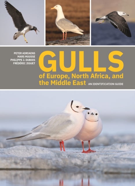 Gulls of Europe, North Africa, and the Middle East - An Identification Guide