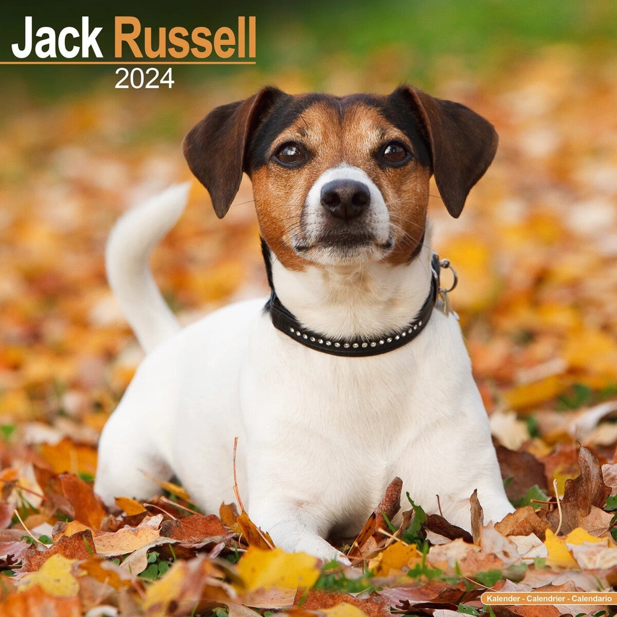 Kalender 2024 Jack Russell 30x30cm