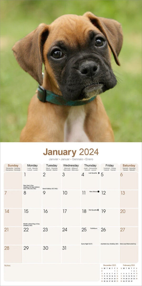 Kalender 2024 Boxer 30x30cm