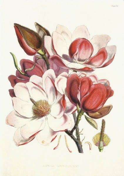 Kort Sköna Ting rød magnolia