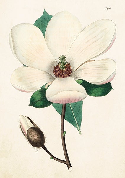 Kort Sköna Ting hvit magnolia
