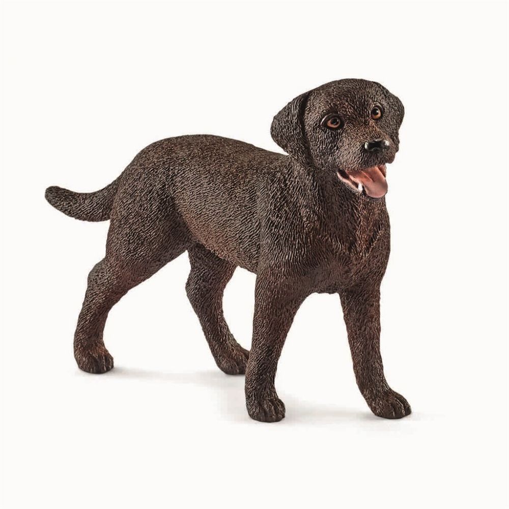 Labrador Retriever, Female