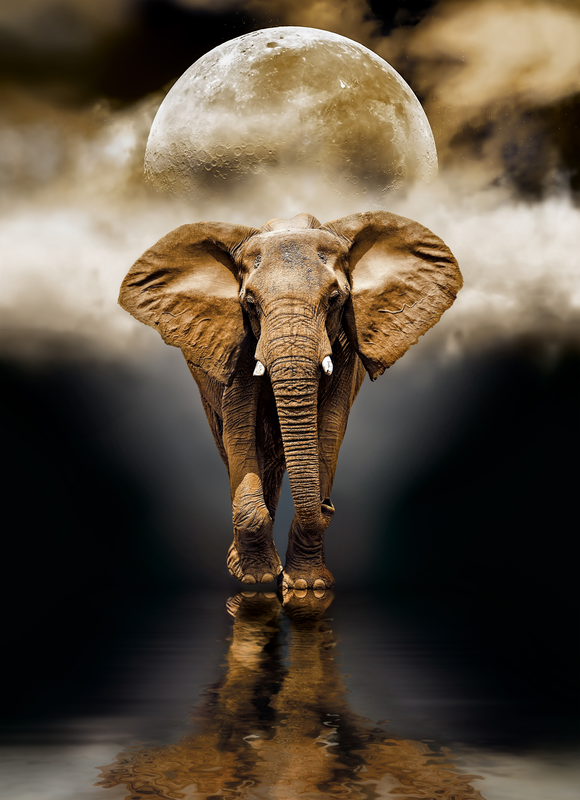 Puslespill 1000 The Elephant Clementoni