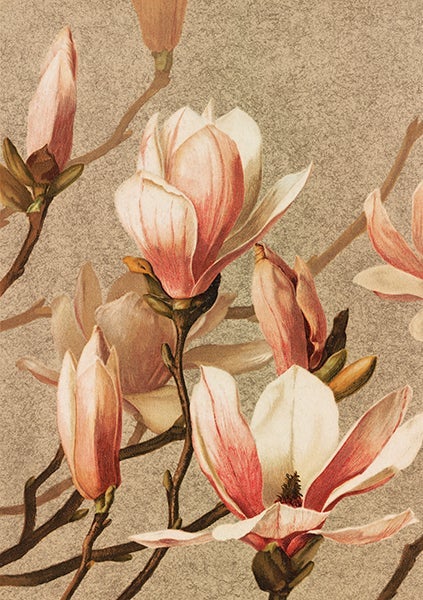 Kort Sköna Ting Magnolia