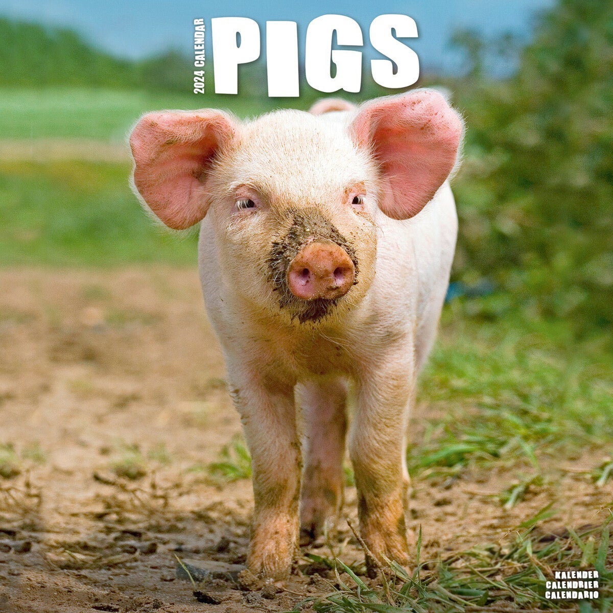 Kalender 2024 Pigs 30x30cm