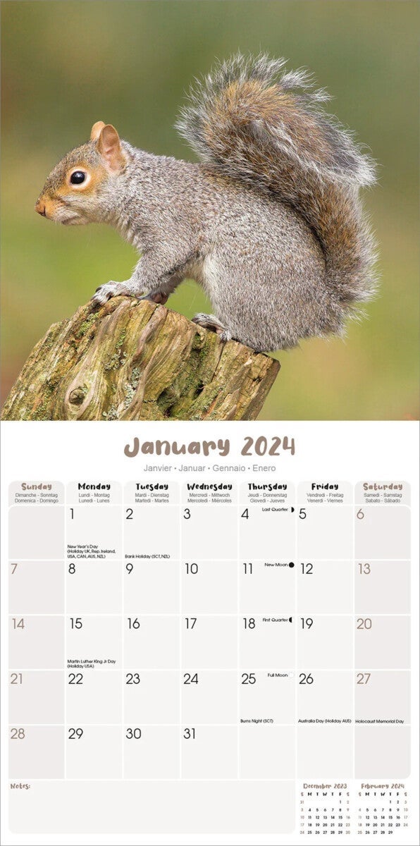 Kalender 2024 Squirrels 30x30cm
