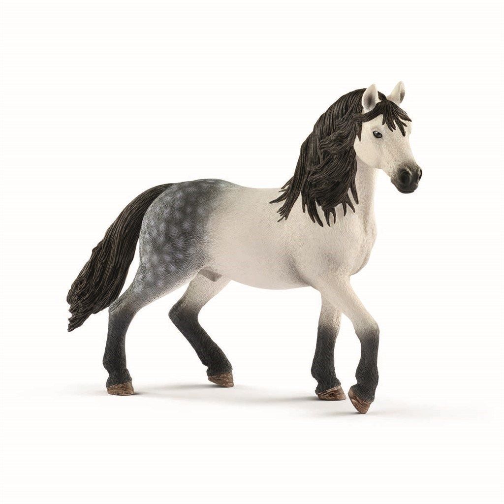 Andalusian Stallion